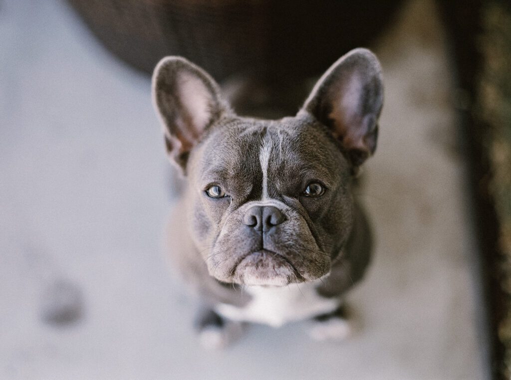 Pets and divorce - who gets the dog?