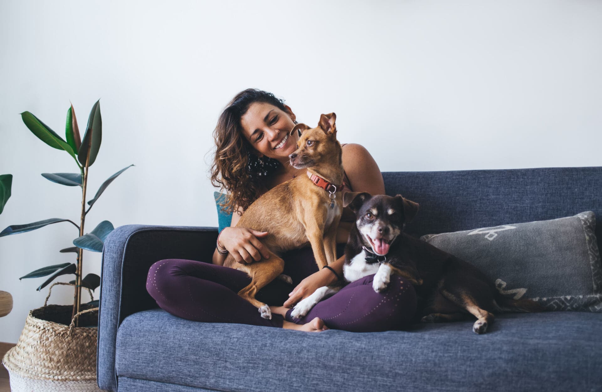 Pets and divorce: what happens to (wo)man’s best friend?
